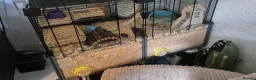 Hamster rodents for sale: Robo hamster  - Advert 2