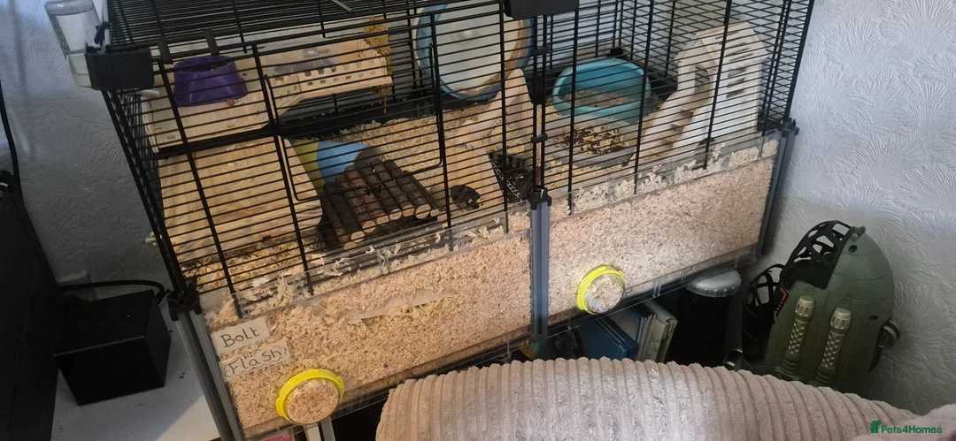 Hamster rodents for sale: Robo hamster  - Advert 2