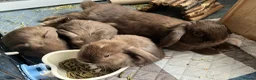 Mini Lop rabbits for sale: 🐰 Mini Lop Baby Bunnies – Ready From 1 June 🐰 in Uxbridge - Advert 1