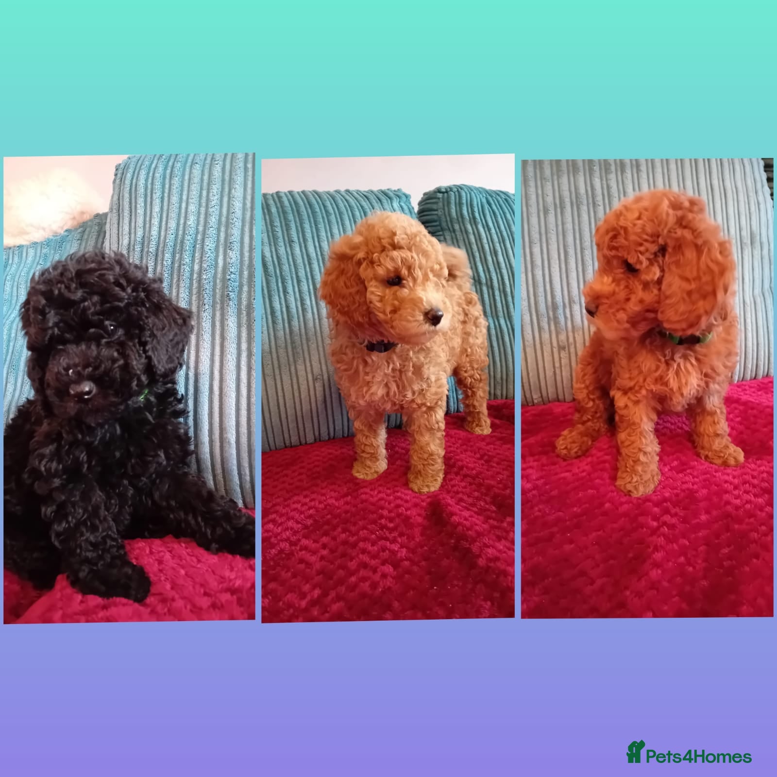 Miniature Poodle dogs Ready Now Health Tested Miniature Poodles 8 weeks  - Advert 13