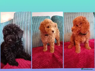 Miniature Poodle dogs Ready Now Health Tested Miniature Poodles 8 weeks - Advert 13