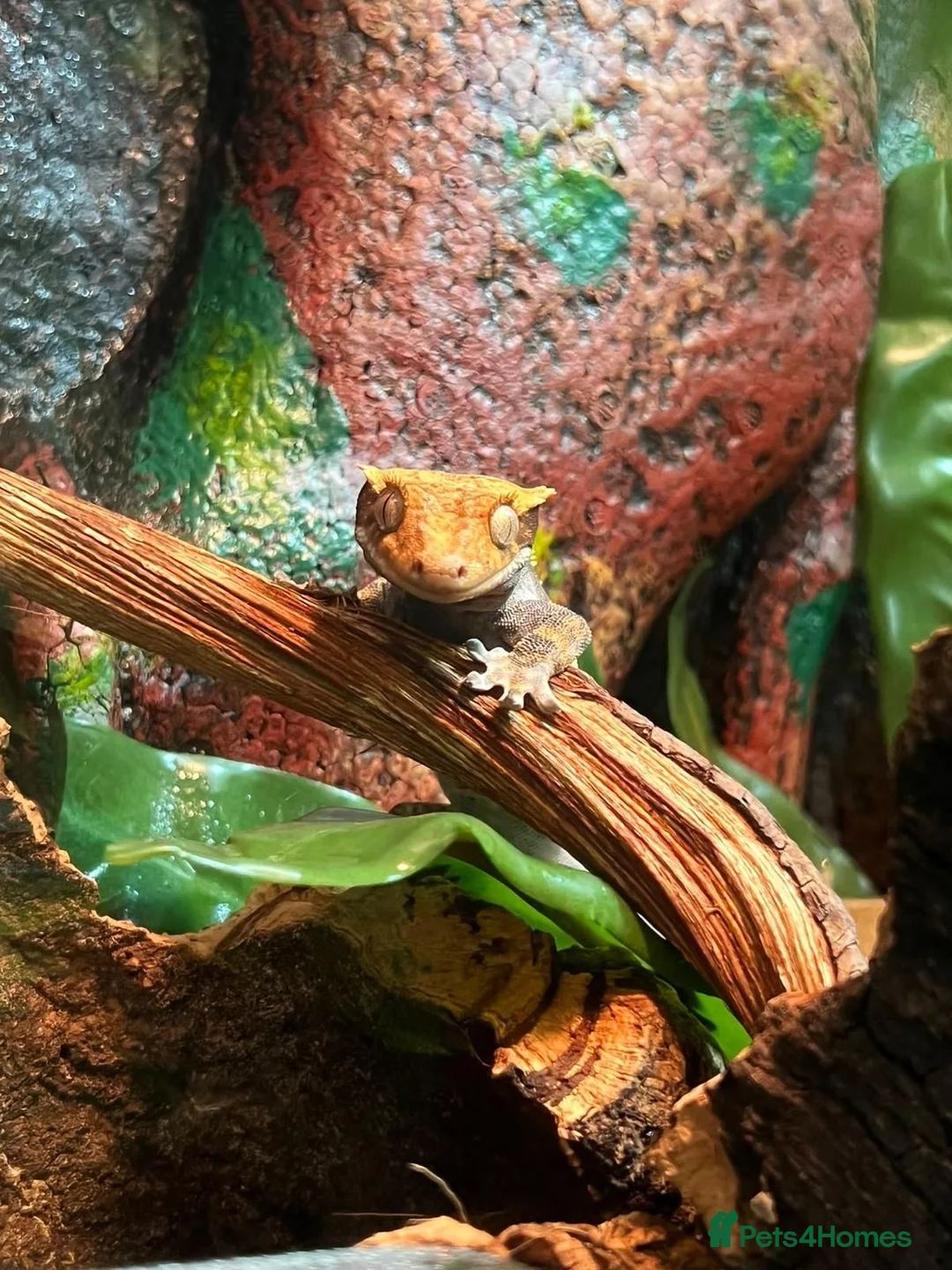 Gecko reptiles for sale: For sale, 5 geckos mixed - Advert 1