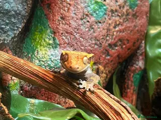 Gecko reptiles For sale, 5 geckos mixed - Advert 13