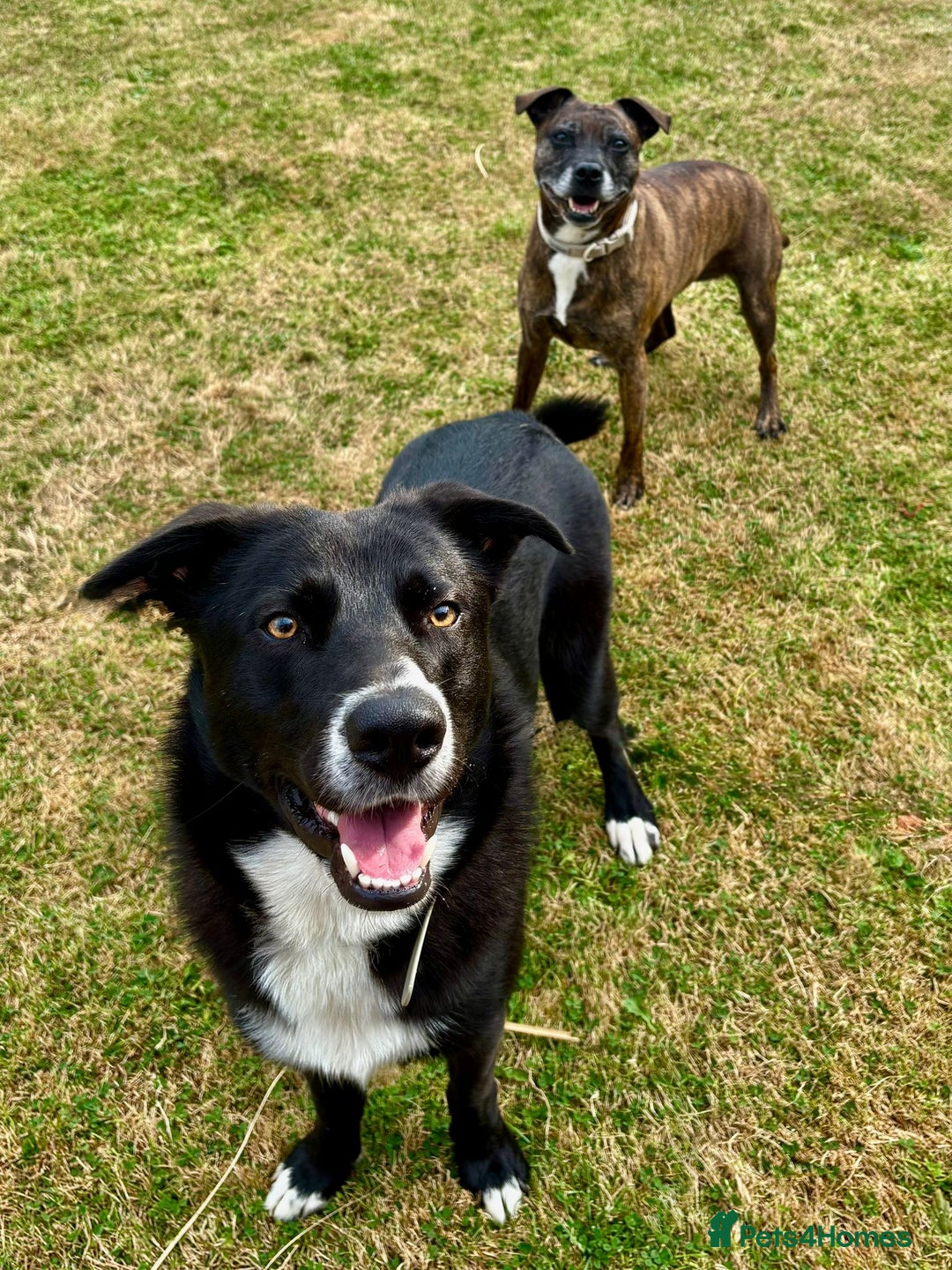 Mixed Breed dogs for sale: Snoop - Advert 2