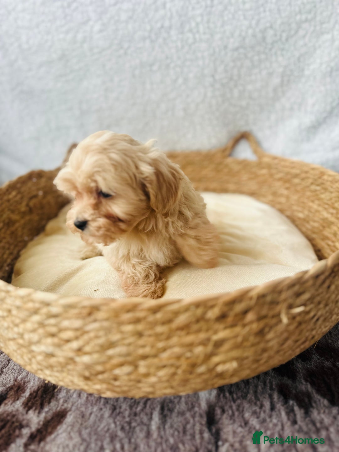 Maltipoo dogs for sale: F1 Toy Maltipoo puppys   - Image 35