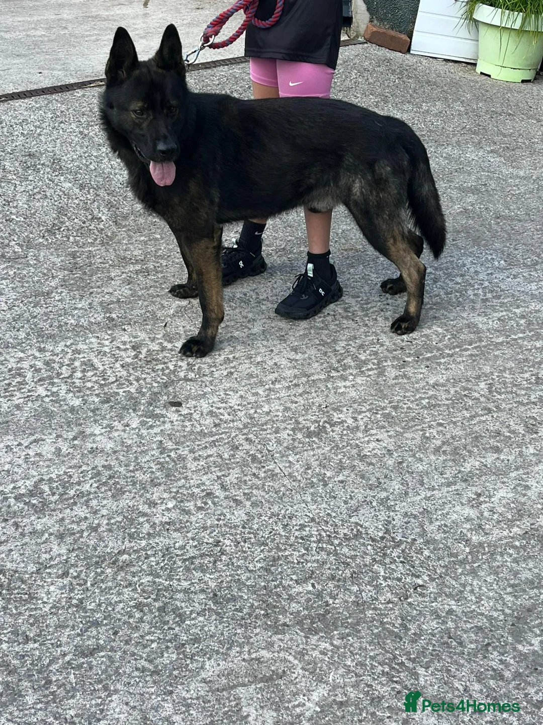 German Shepherd dogs for sale: German shepherd puppies  - Advert 2