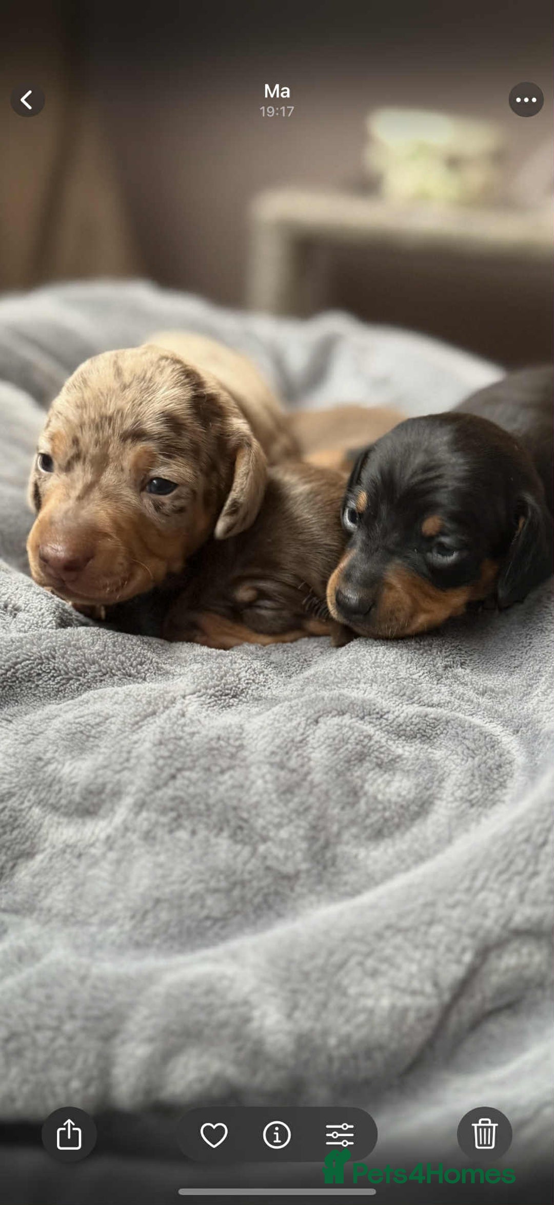 Miniature Dachshund dogs for sale: Adorable Miniature Dachshund Puppies ! 🐾 - Image 7
