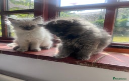Siberian cats for sale: Gorgeous Siberian kittens🐾 in Newport Pagnell - Image 25