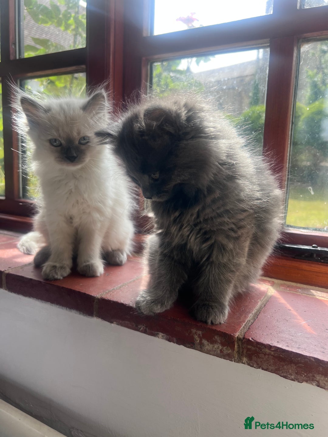 Siberian cats for sale: Gorgeous Siberian kittens🐾 in Newport Pagnell - Image 25