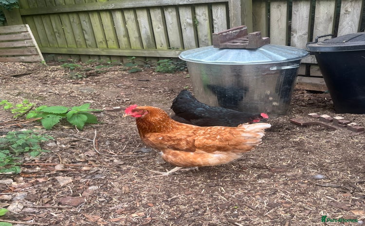 Chickens poultry - Advert 6