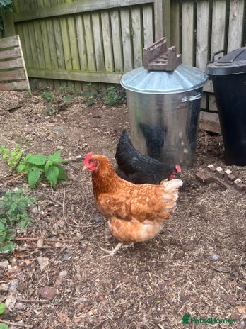 Chickens poultry - Advert 9