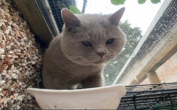 British Shorthair cats for sale: Female lilac british short hair - Image 3