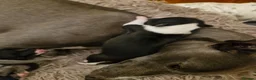 Whippet dogs for sale: Wonderful KC registered whippet puppies - Advert 5