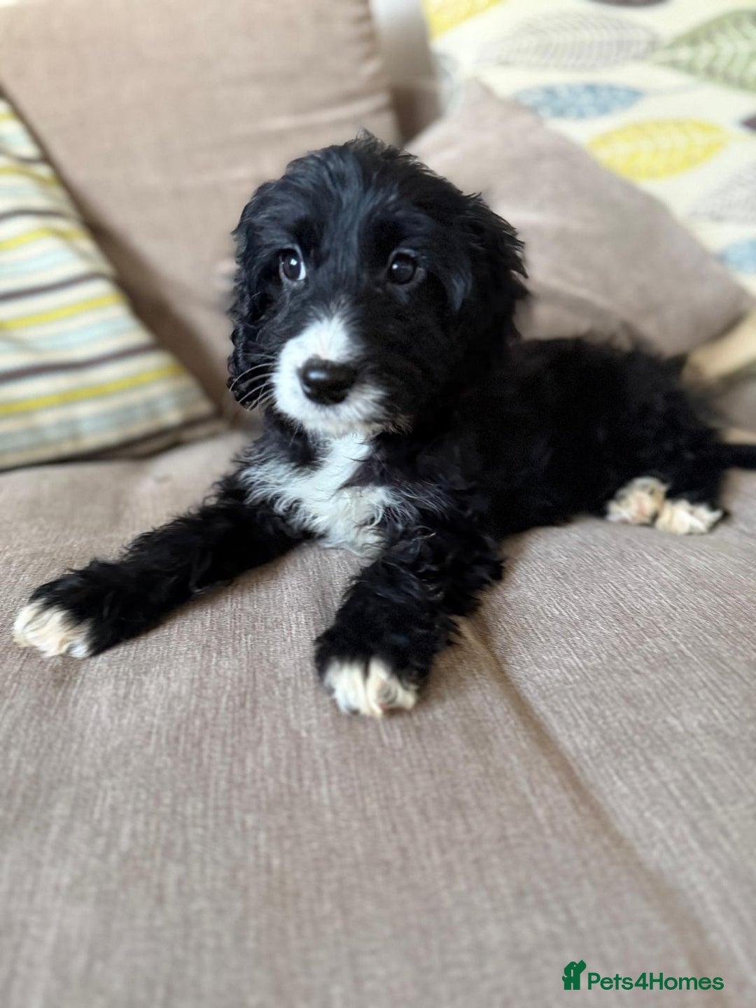 Cockapoo dogs for sale: F1 mixed coloured Cockapoo puppies - Advert 3