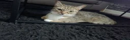 Mixed Breed cats for sale: X2 Female Kittens hand reared in Redcar - Advert 4