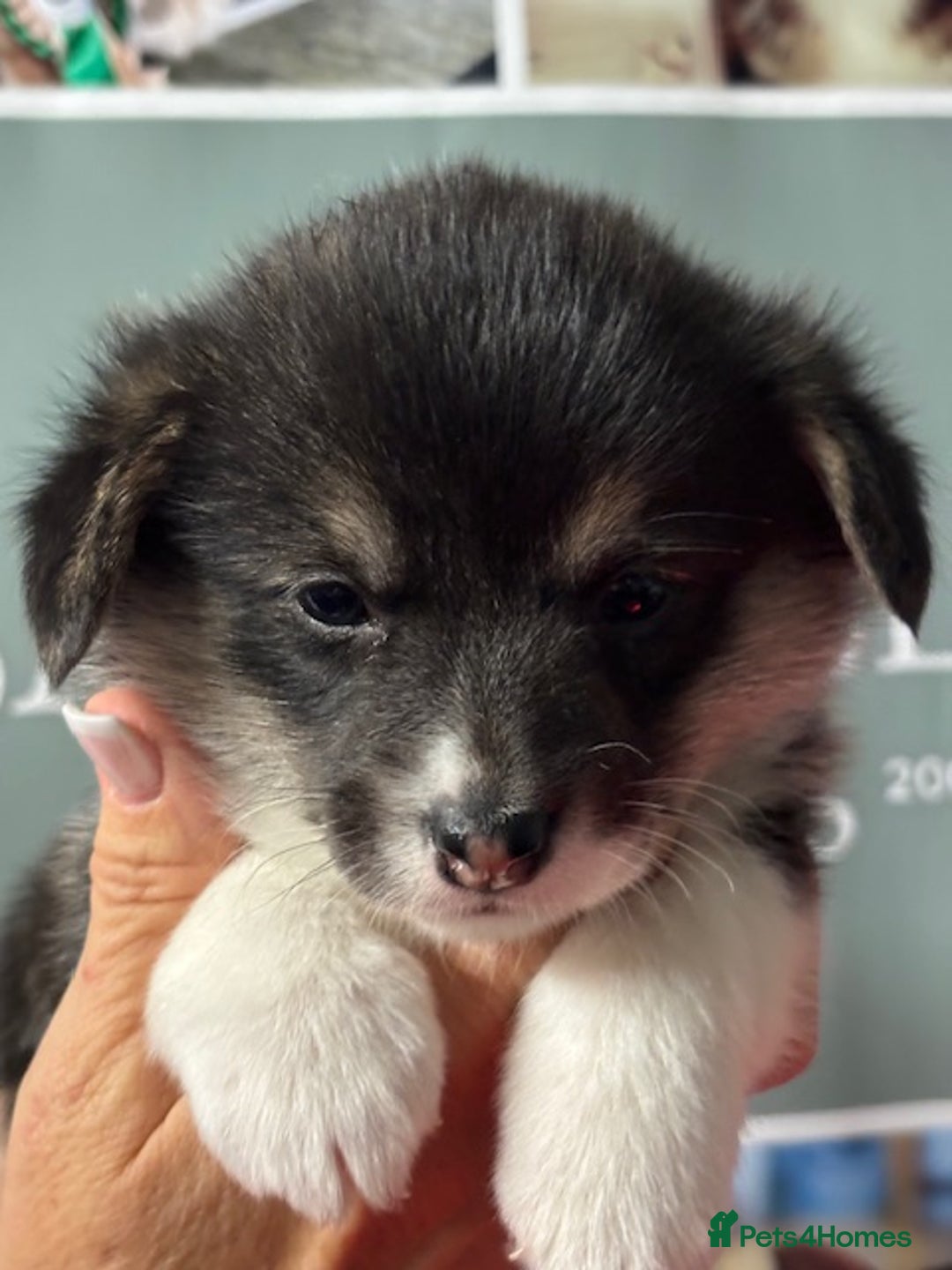 Welsh Corgi Pembroke dogs for sale: Tri coloured quality pedigree puppies available - Advert 15