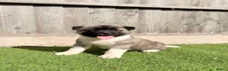 Akita dogs for sale: American Akita puppy’s for sale - Advert 31