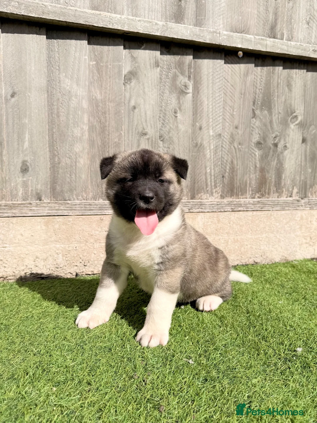 Akita dogs for sale: American Akita puppy’s for sale - Advert 31