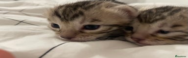 Bengal Kitten 2
