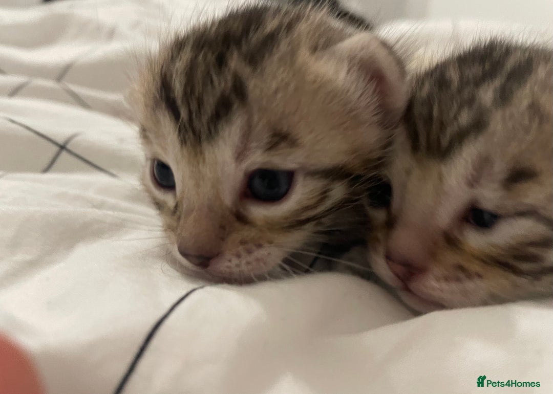 Bengal cats for sale: 🏆🎉New Pedigree Tica Mini Leopards Ready Soon🎉🏆 - Advert 38