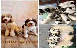 Goldendoodle dogs for stud: FULLY HEALTH TESTED! MOYEN POODLE STUD! in Kettering - Image 32