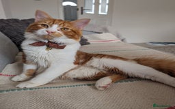 Mixed Breed cats for sale: Cats 🥰 - Advert 3