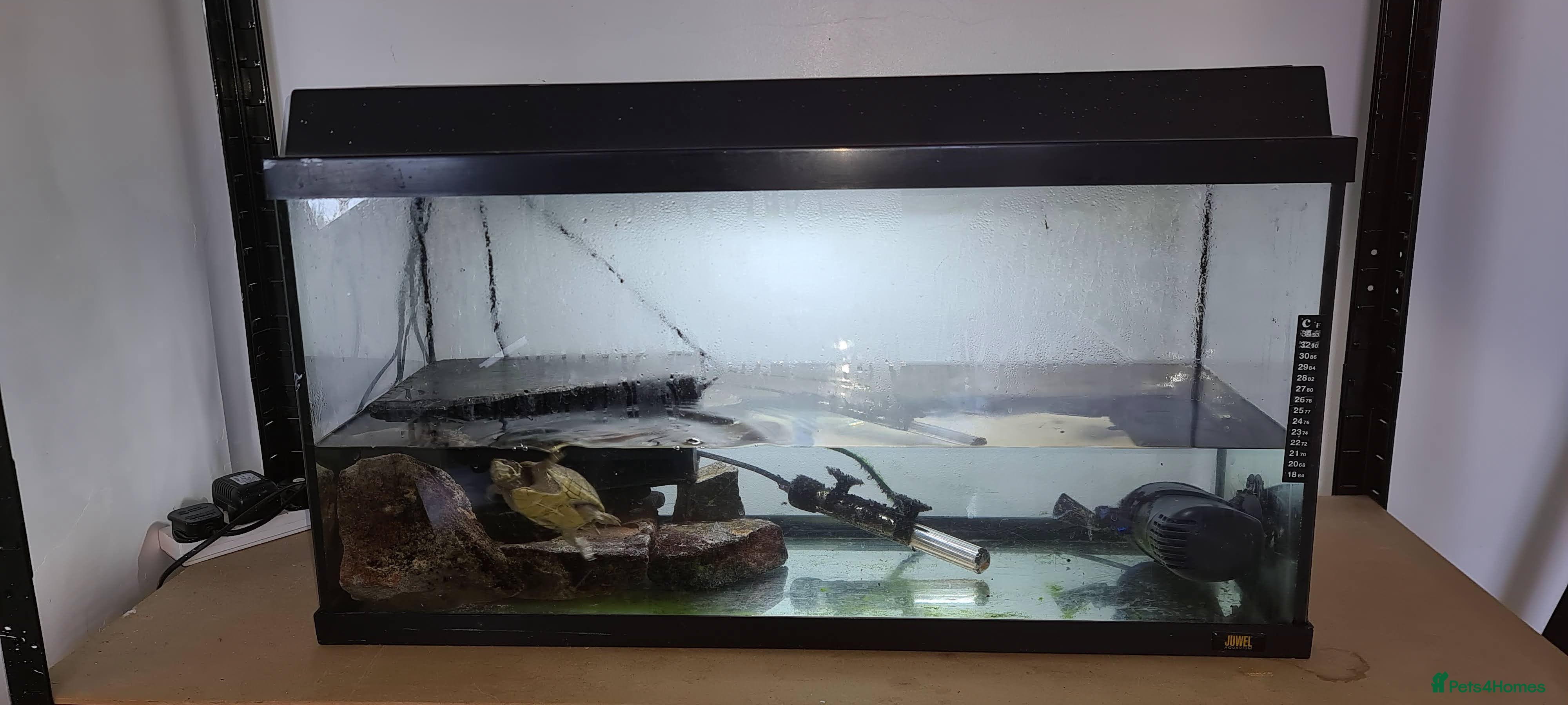 Turtle reptiles Turtle and setup - Advert 23