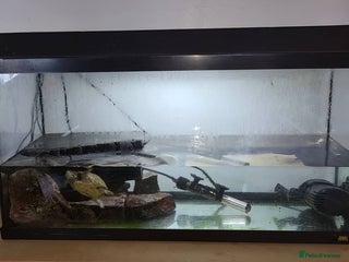 Turtle reptiles - Advert 4