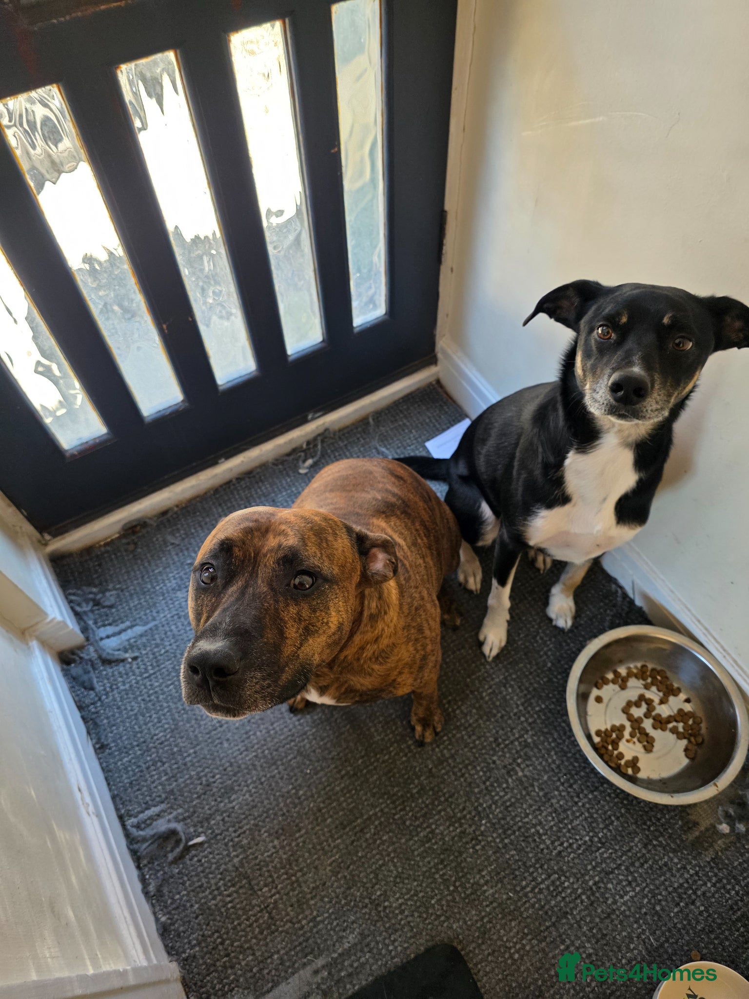 Mixed Breed dogs 2 dogs needing a forever loving home  - Advert 3