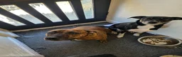Mixed Breed dogs for sale: 2 dogs needing a forever loving home  in Pickering - Advert 1