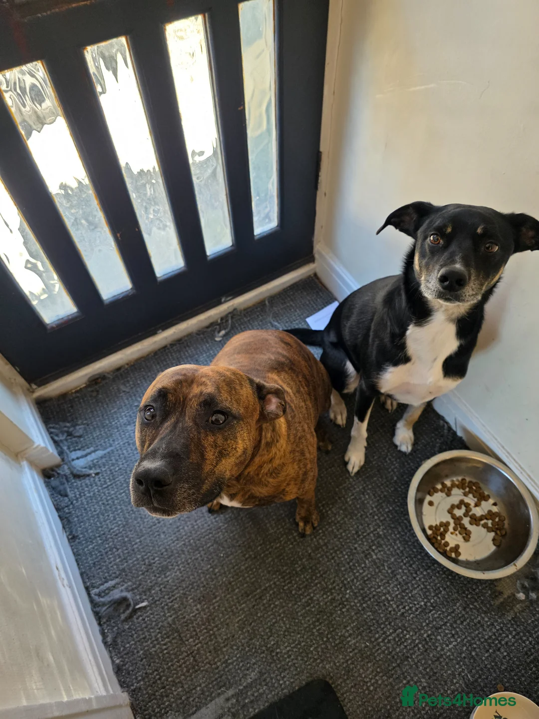 Mixed Breed dogs for sale: 2 dogs needing a forever loving home  in Pickering - Advert 1