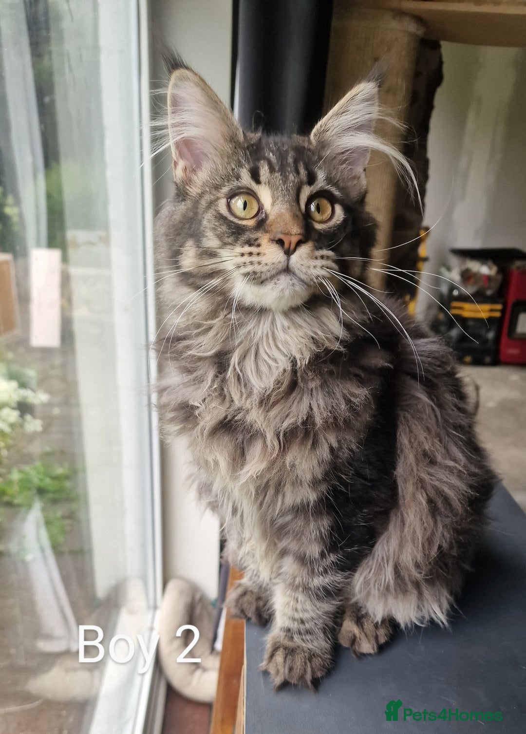 Maine Coon cats for sale: 6 month Mianecoon kitten for sale  - Image 2