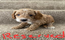 Cockapoo dogs for sale: Pra clear miniture cockapoo puppies  - Image 7