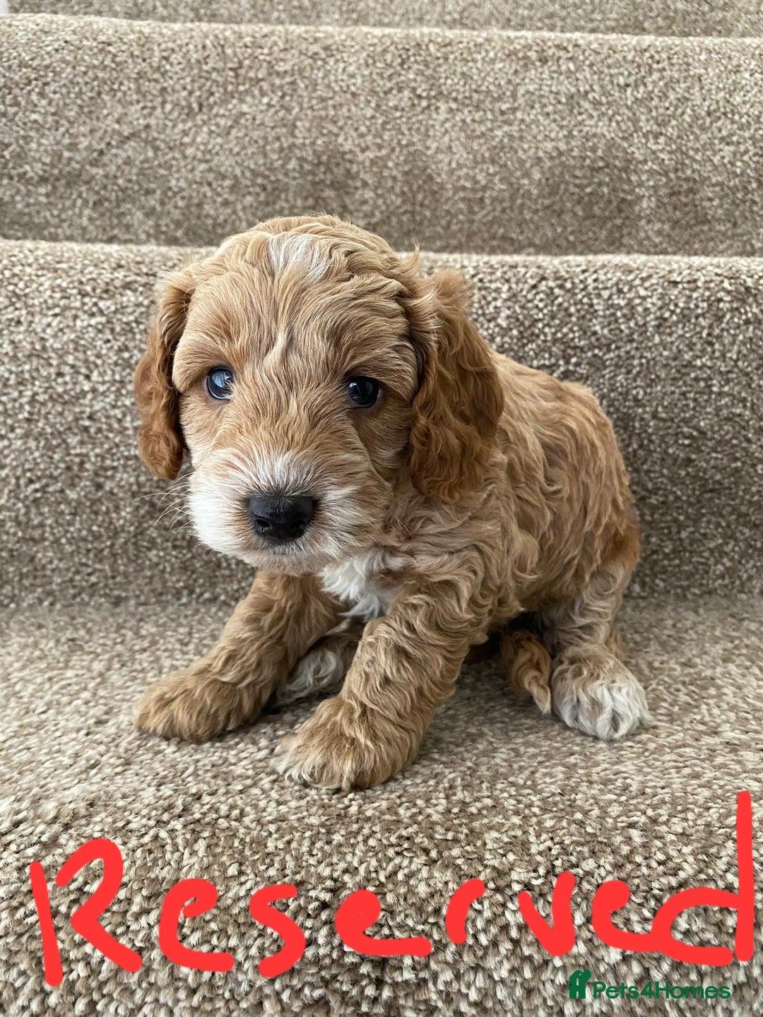 Cockapoo dogs for sale: Pra clear miniture cockapoo puppies  - Image 7