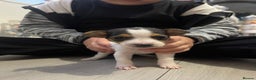 Jack Russell dogs for sale: READY NOW! OutstandingJack Russell puppies - Advert 25