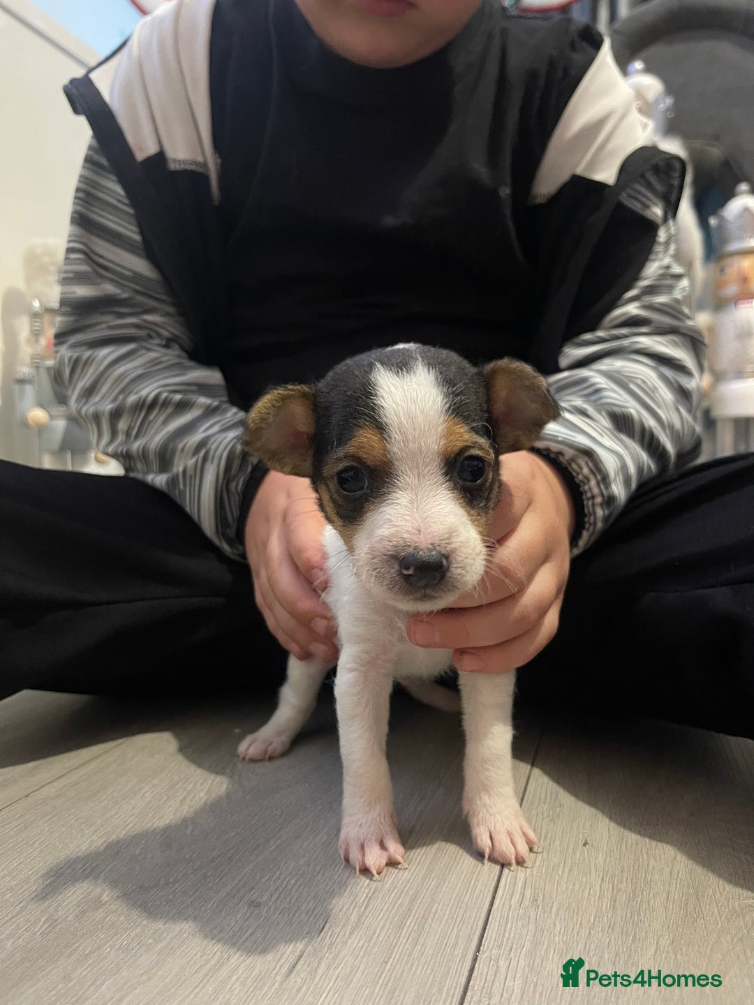 Jack Russell dogs for sale: READY NOW! OutstandingJack Russell puppies - Advert 25