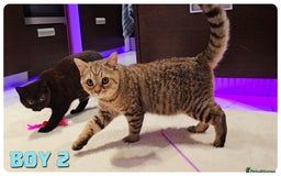 British Shorthair cats for sale: British Blue Kittens (Delivery available) - Image 8