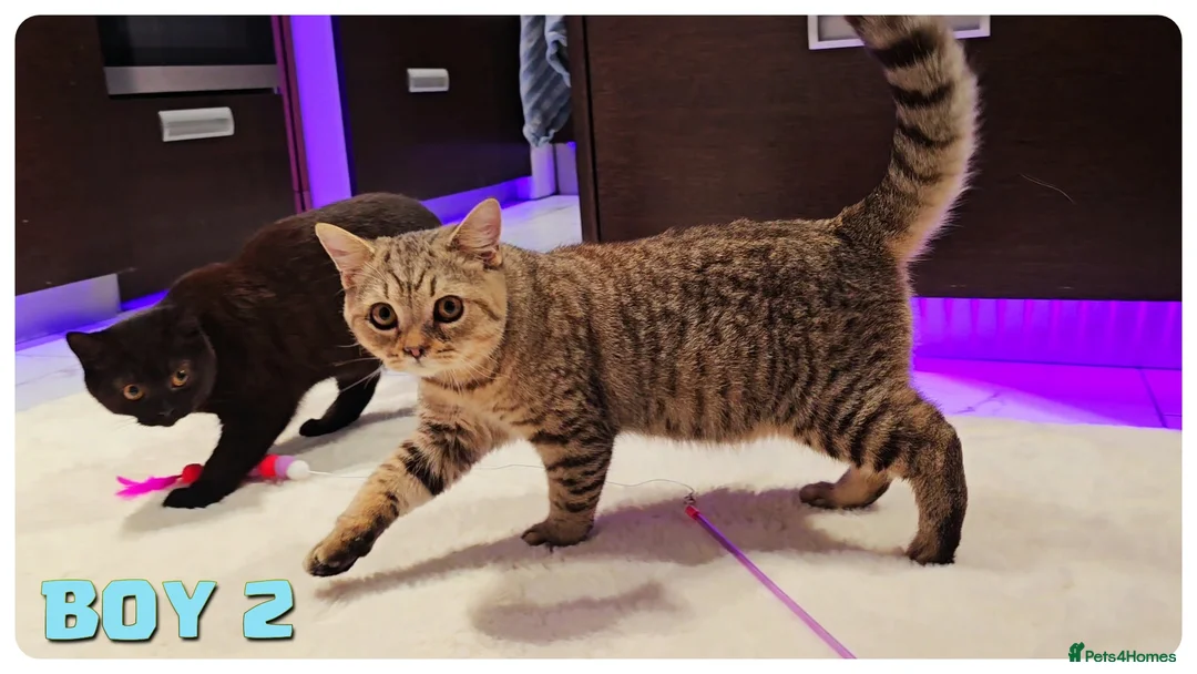 British Shorthair cats for sale: British Blue Kittens - Advert 5