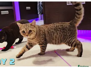 British Shorthair cats British Blue Kittens - Advert 15