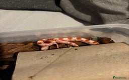 Corn Snake reptiles for sale: 18 beautiful amel Cornsnakes  - Image 13