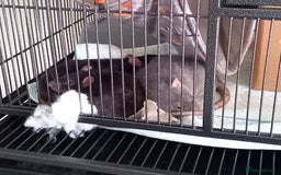 Rat rodents for sale: 6 female rats plus large cage and accessories - Image 4
