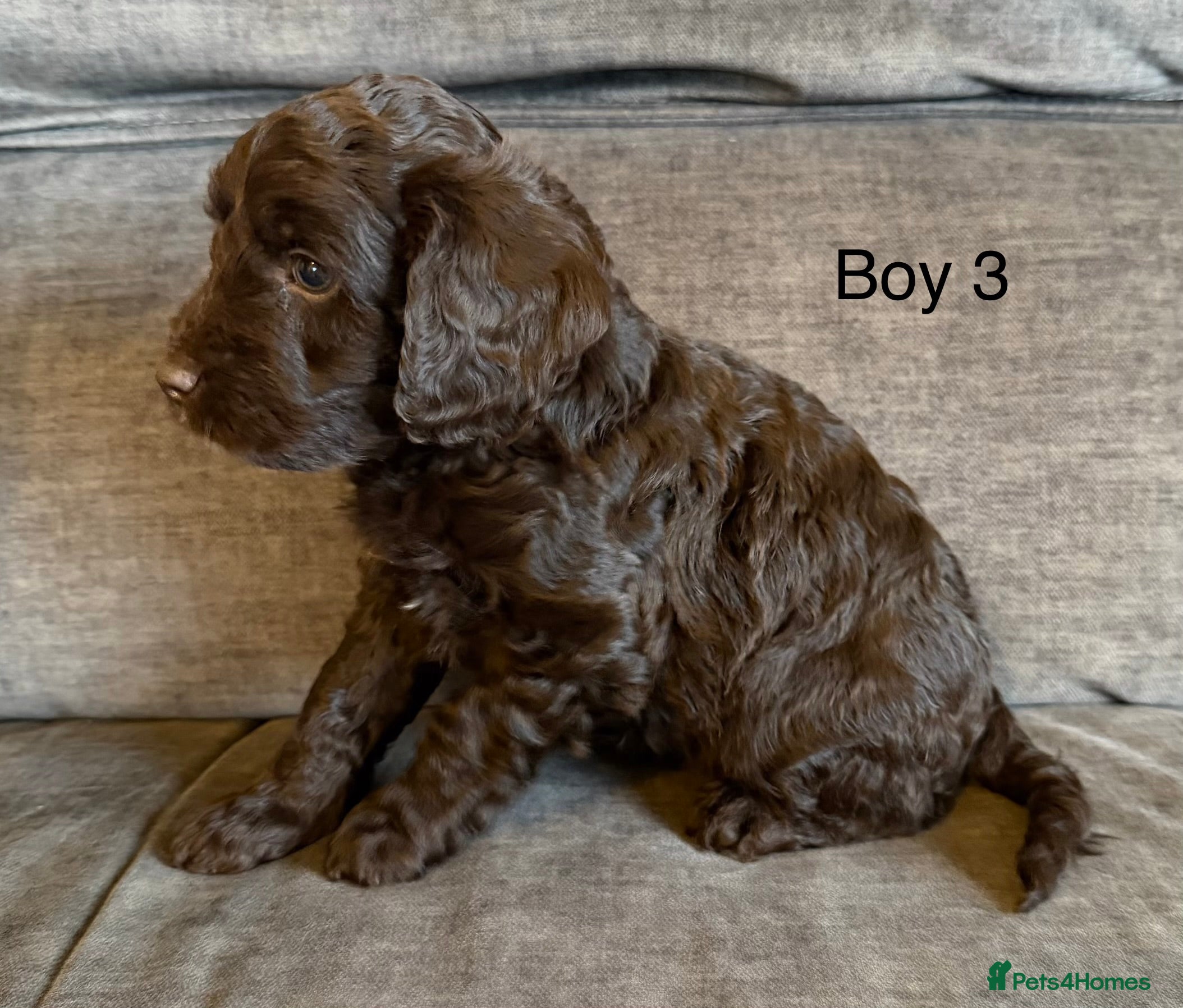 Cockapoo dogs Cockapoo F1 puppies - Advert 3