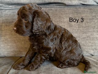 Cockapoo dogs Cockapoo F1 puppies - Advert 3