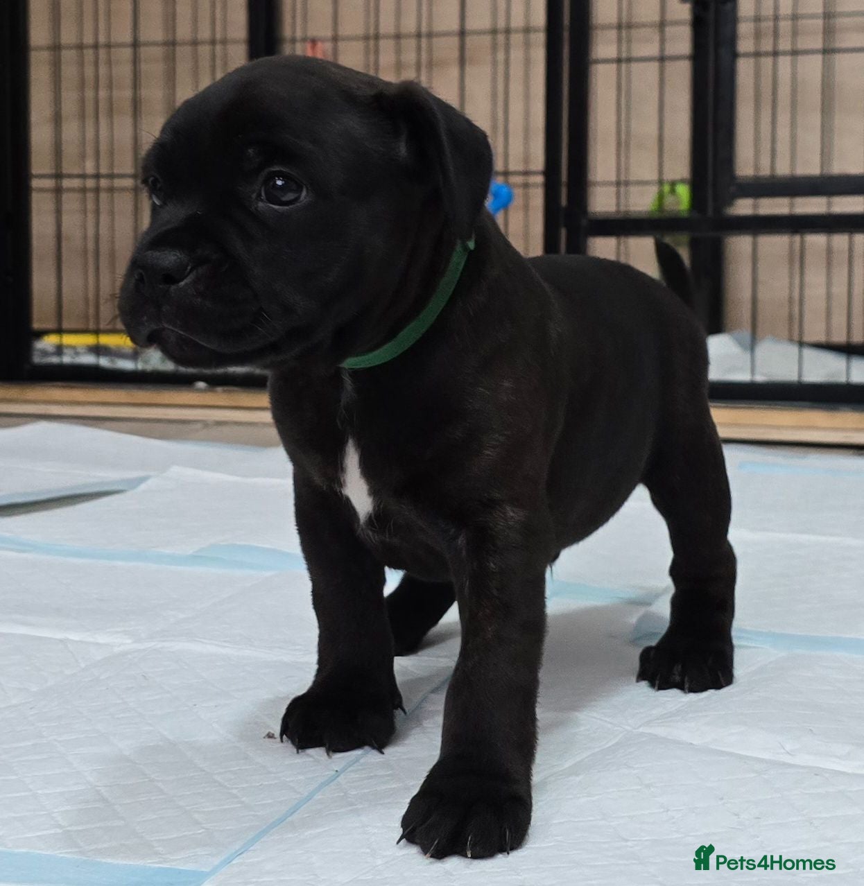 Staffordshire Bull Terrier dogs Kc reg blue & black staffords champion bloodlines  - Advert 2