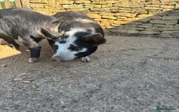 Pig livestock for sale: Gorgeous Kune Kune Piglets for sale - Image 6