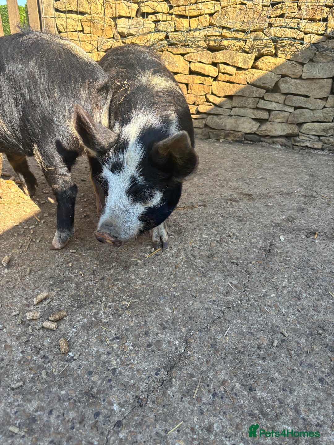 Pig livestock for sale: Gorgeous Kune Kune Piglets for sale - Image 6