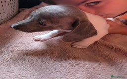 Dachshund dogs for sale: KC Registered Shorthaired dachshunds  - Image 27