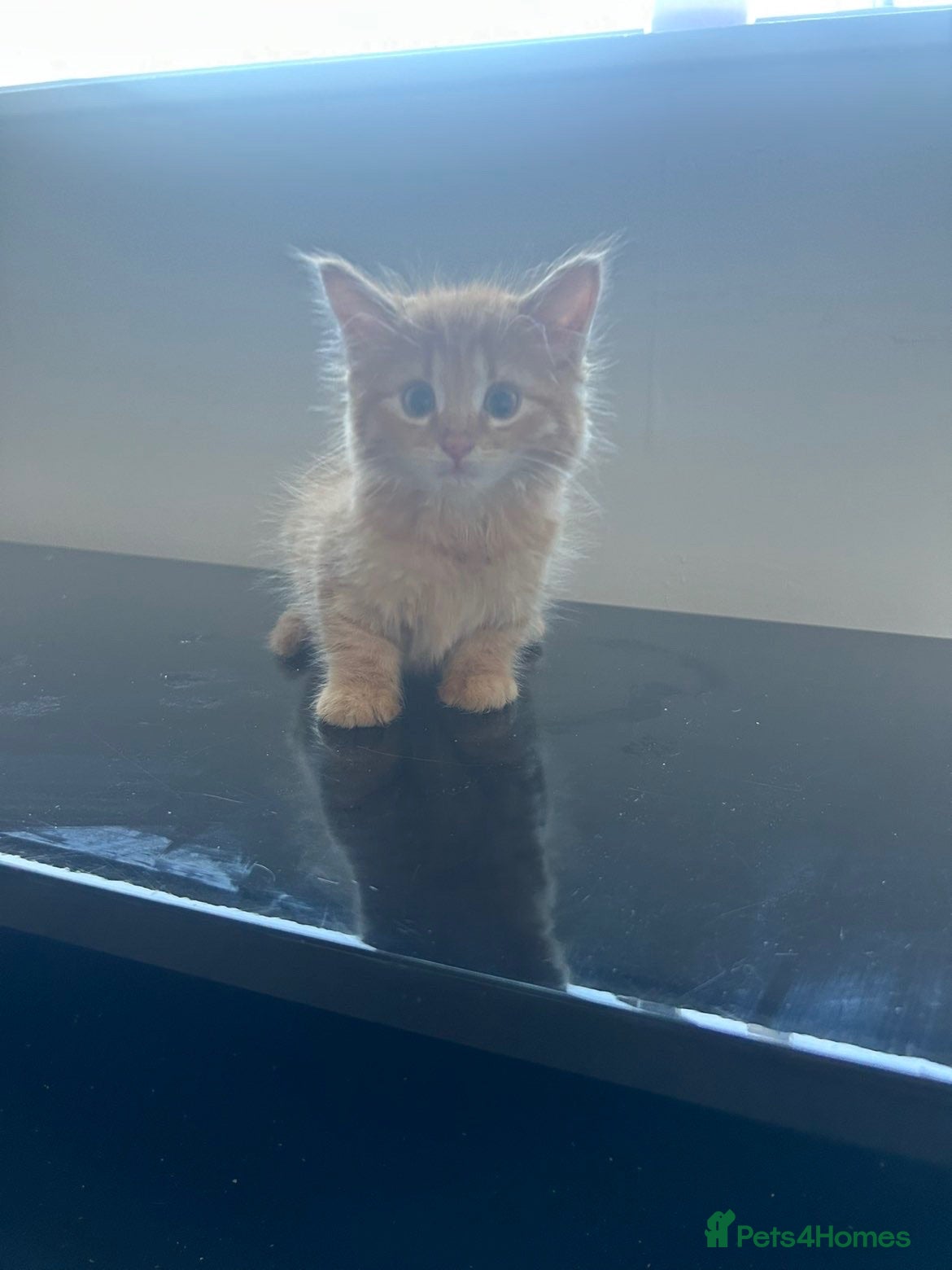 Mixed Breed cats Kittens  - Advert 1