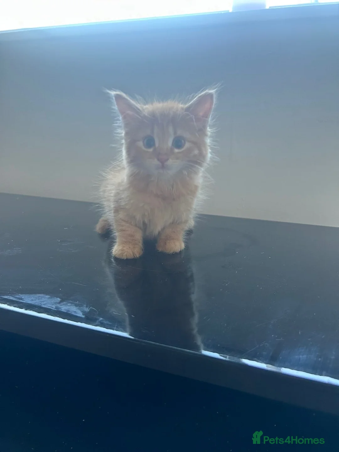 Mixed Breed cats for sale: Kittens  in Braintree - Advert 1