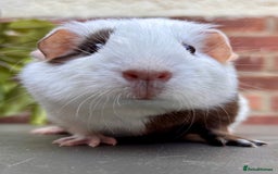 Guinea Pig rodents for sale: Baby guinea pig sow  - Image 1